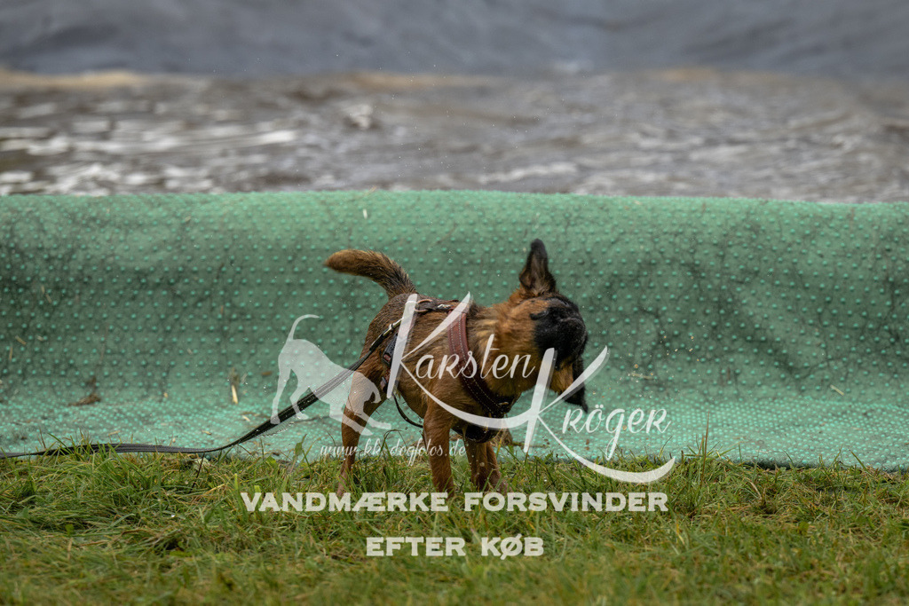 1343_ZZ93123 | kk-dogfotos