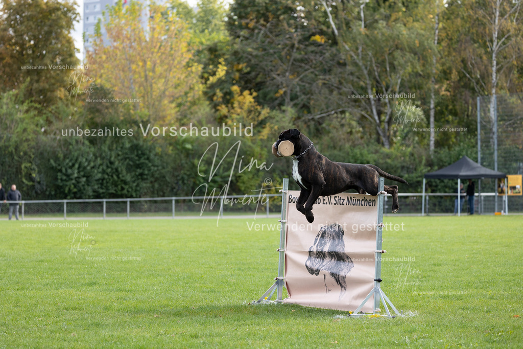 _16A6724 | Einzigartige Fotos von Hunden & Menschen –Actionfotos, Portraits, Vereinsaufnahmen & Paarshootings – authentisch, lebendig & mit Herz.