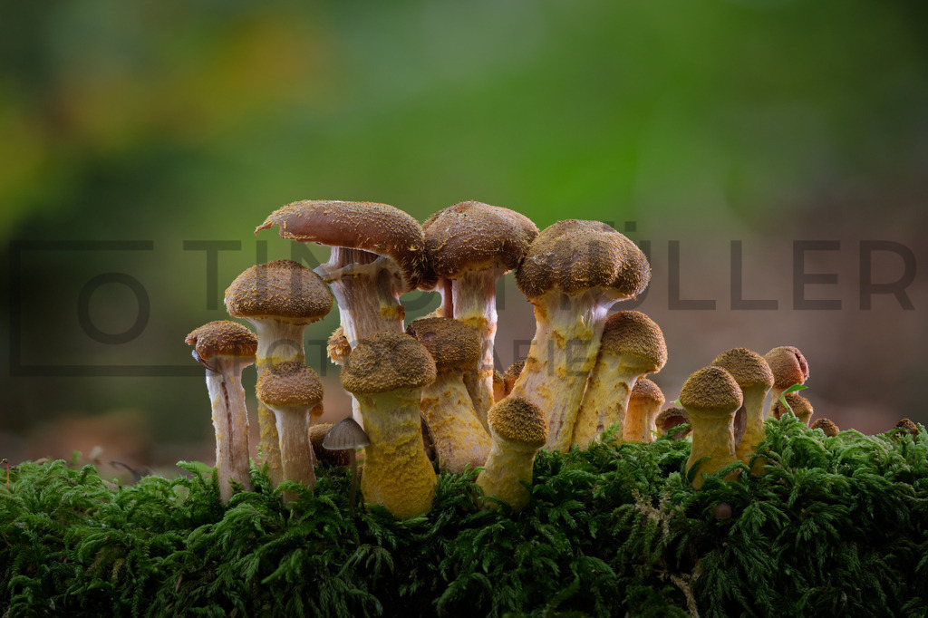 2025-10-11 12-51-38 (B_R8_S4) | Tinu Müller Fotografie- Bildershop - Realisiert mit Pictrs.com