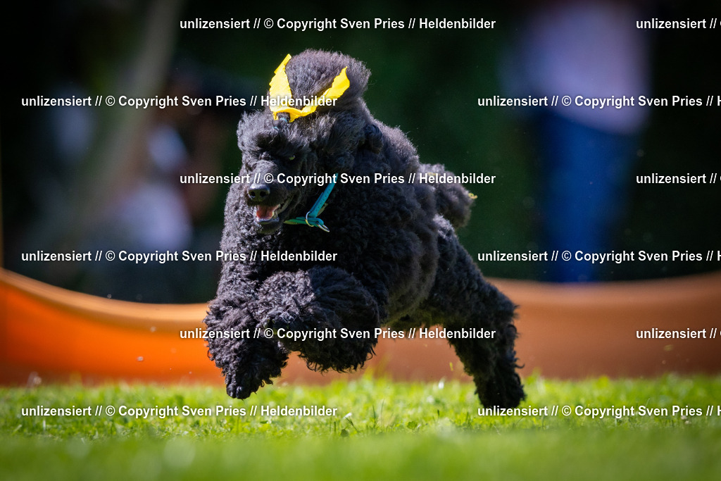 Sven Pries | 2025-08-10 - Hunderennen Durlach - Realisiert mit Pictrs.com