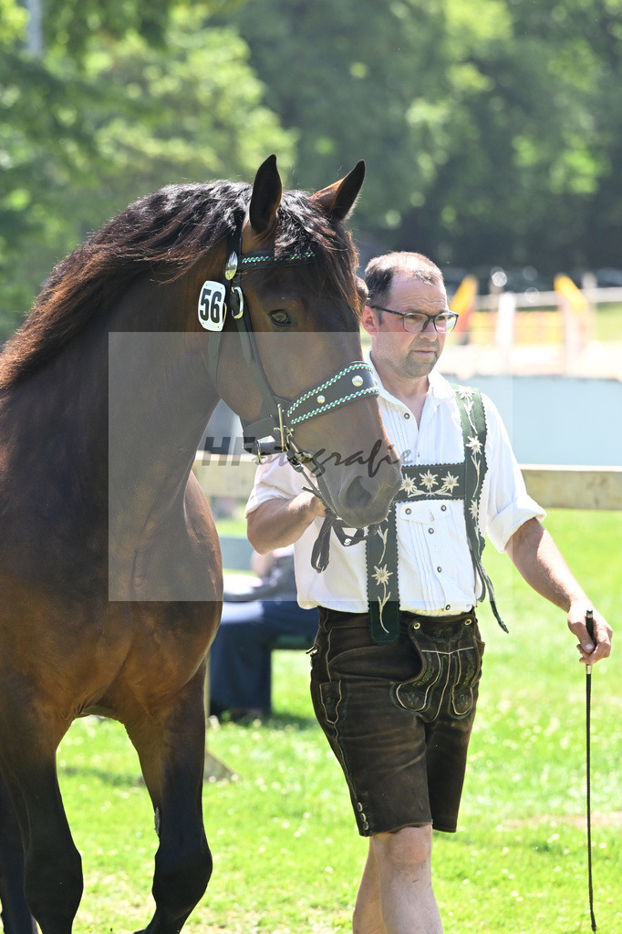 Kat-Nr. 56 Endura v. Nussini II_Ammersinn_18250981 | hf-fotografie - Realizzato con Pictrs.com