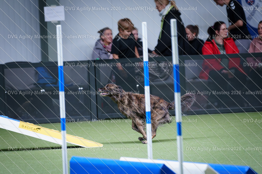 allesWIRTHgut_Tierfotografie-DVG_Agility_Masters_2026-12_38-7R502660 | Professionelle Tierfotografie in Mönchengladbach von Daniel Wirth (allesWIRTHgut). Liebevolle & natürliche Bilder von Hunden & Katzen für unvergessliche Erinnerungen.