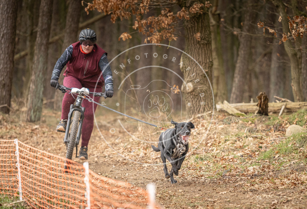 Pfotenfotografie_DV3A3337 | Hundefotografie, Tierfotograf, Pfotenfotografie, Fotoshooting Hund, Hunde Portrait, Hundesport, Hundeportraits, Heideshooting, Hunde, Sportfotograf, Hundefotograf, Turnierhundsport, THS,  - Realisiert mit Pictrs.com