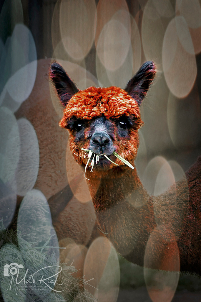 alpaka_Ori | Entdecken Sie Fotografie aus Leidenschaft: Auftragsfotografie, HD-Fotos, Geschenkartikel aus Ihren Bildern und vieles mehr. Beauftragen Sie uns für besondere Momente!