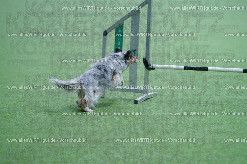 @allesWIRTHgut_Tierfotografie - www.allesWIRTHgut.de - 2604251556-7R506492 | Professionelle Tierfotografie in Mönchengladbach von Daniel Wirth (allesWIRTHgut). Liebevolle & natürliche Bilder von Hunden & Katzen für unvergessliche Erinnerungen.