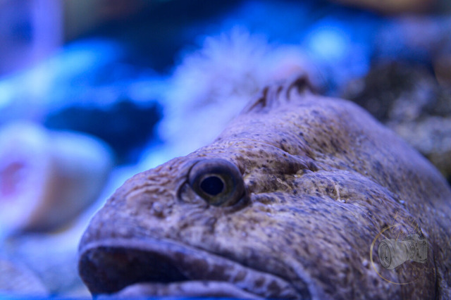 _DSC1346 | Shop für Prints Landschaftsfotografie Sächsische Schweiz Naturfotografie in Thüringen Fotos vom Findlingspark Nochten Kloster Sankt Marienstern Bilder Festung Königstein PanoramaRhododendronpark Kromlau FotogalerSchleswig-Holstein Küstenlandschaften