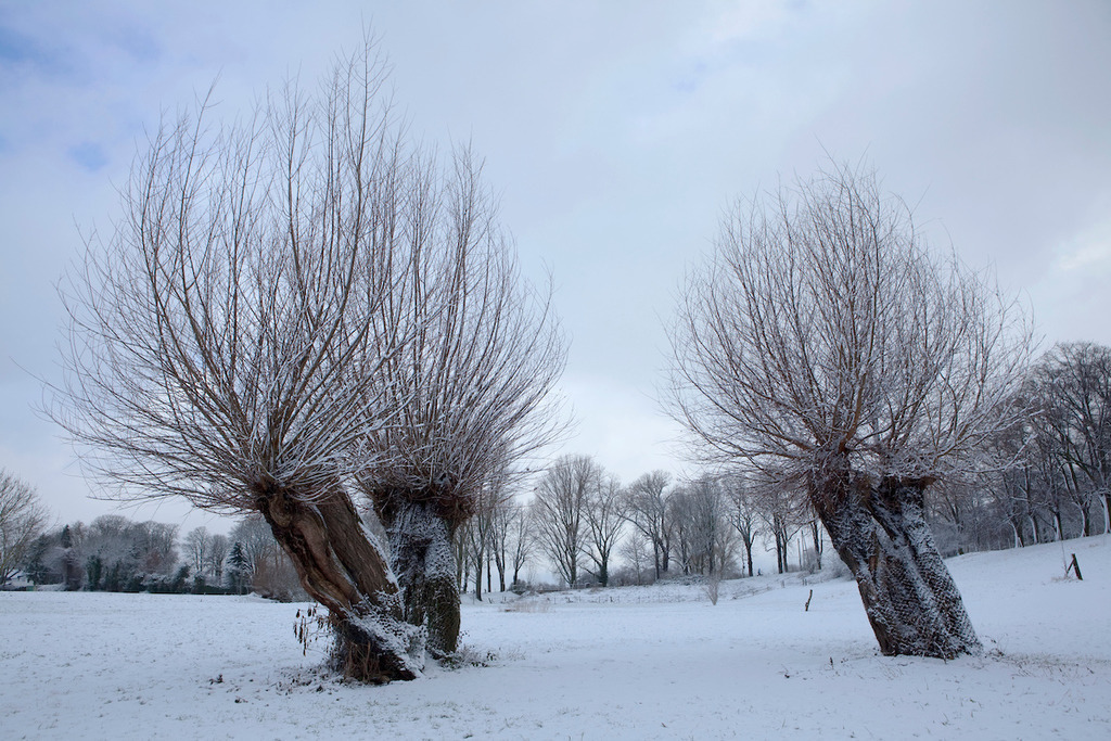 100130-012 | Europa, DEU, Deutschland, Nordrhein Westfalen, NRW, Rheinland, Niederrhein, Duesseldorf-Kaiserswerth, Rheinaue. Winter, Schnee, Baeume, Typische Kopfweiden, Kategorien und Themen, Natur, Umwelt, Landschaft, Jahreszeiten, Stimmungen, Landschaftsfotografie, Landschaften, Landschaftsphoto, Landschaftsphotographie, Wetter, Wetterelemente, Wetterlage, Wetterkunde, Witterung, Witterungsbedingungen, Wettererscheinungen, Meteorologie, Wettervorhersage

[Fuer die Nutzung gelten die jeweils gueltigen Allgemeinen Liefer-und Geschaeftsbedingungen. Nutzung nur gegen Verwendungsmeldung und Nachweis. Download der AGB unter http://www.image-box.com oder werden auf Anfrage zugesendet. Freigabe ist vorher erforderlich. Jede Nutzung des Fotos ist honorarpflichtig gemaess derzeit gueltiger MFM Liste - Kontakt, Uwe Schmid-Fotografie, Duisburg, Tel. (+49).2065.677997, 
archiv@image-box.com, www.image-box.com] - Realisiert mit Pictrs.com