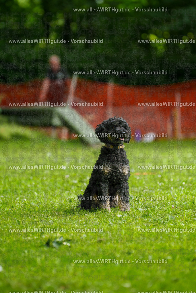 @allesWIRTHgut_Tierfotografie - www.allesWIRTHgut.de - 092732-7R507136 | Professionelle Tierfotografie in Mönchengladbach von Daniel Wirth (allesWIRTHgut). Liebevolle & natürliche Bilder von Hunden & Katzen für unvergessliche Erinnerungen.