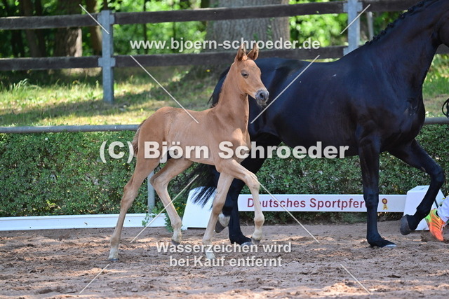 19_Morricone I - Fantastic_812_3456 | Björn Schroeder Pferdefotografie