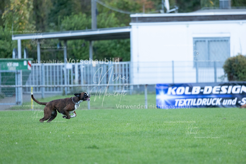 _16A4547 | Einzigartige Fotos von Hunden & Menschen –Actionfotos, Portraits, Vereinsaufnahmen & Paarshootings – authentisch, lebendig & mit Herz.