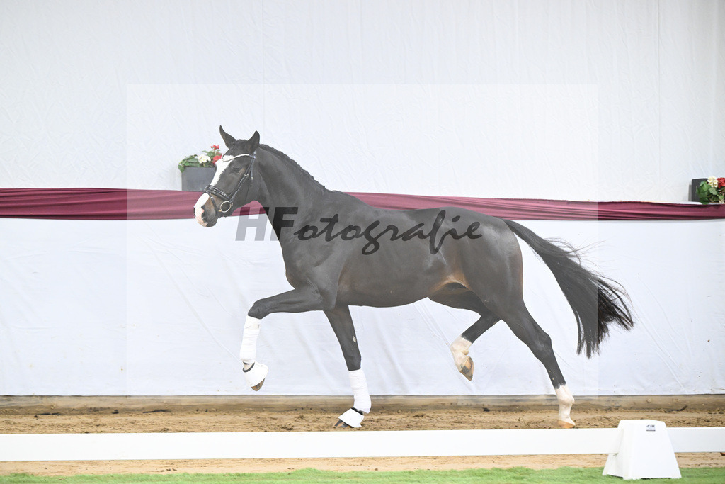 Kat-Nr. 106 Erste Sahne x Dimaggio_Gestuet Rickhof_47251786 | hf-fotografie - Realisiert mit Pictrs.com