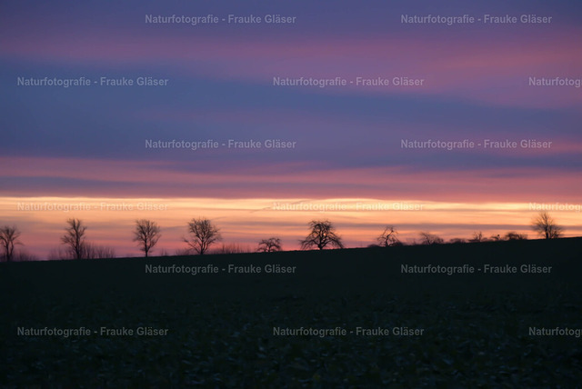 F.Gläser_13_Bornum_06. Dezember 2025 | Naturfotografie Frauke Gläser - Realisiert mit Pictrs.com