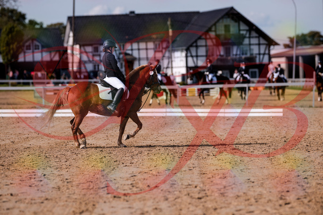 2026_10_03_Siefer-Hof_122234_Z81_21464287 | Professionelle Reitsport-, Turnier- und Eventfotografie von Robert Broda. Galerien mit ausgewählten und bearbeiteten Bildern direkt online ansehen und bestellen.