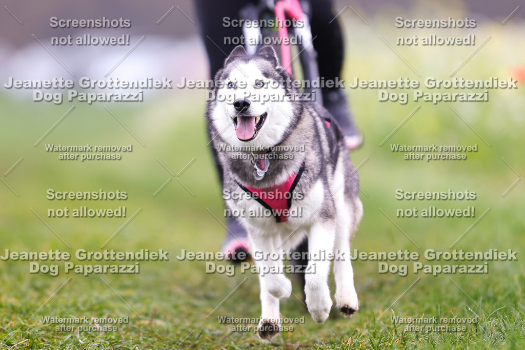 Dog Paparazzi - Visbeck 25 -265 | Dog Paparazzi Jeanette Grottendiek Fotografie & Videografie - Realisiert mit Pictrs.com