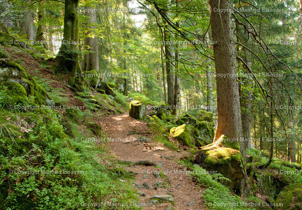 Sonnenlicht im Bergwald WB-029 | Wald, Ruhe, Erholung, Abschalten, relaxen, Augenoasen, Kraft tanken, Waldbaden, Stress reduzieren, Bäume, Kirschblüten, Frühlingswald, Sonne im Wald, Licht im Wald, Herbstwald, Waldwege, Gebirgswald, Wasser im Wald, Felsen im Wald, - Realisiert mit Pictrs.com