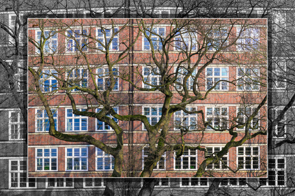 eiche-vor-fenstern-vb | Entdecken Sie hochwertige Kunstdrucke im Online-Shop von Rainer Plett. Die Fotografien umfassen norddeutsche Landschaften, Blumen, Tiere, Natur und Sehenswürdigkeiten. Erfreuen Sie sich an auserlesenen Motiven aus Schleswig-Holstein und Hamburg. - Realisiert mit Pictrs.com