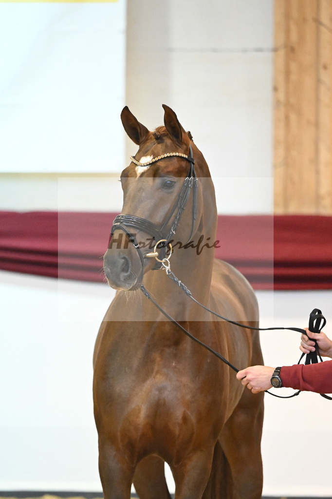 Kat-Nr. 58 v. Vivino_Gestuet Greim_66222311 | hf-fotografie - Realisiert mit Pictrs.com