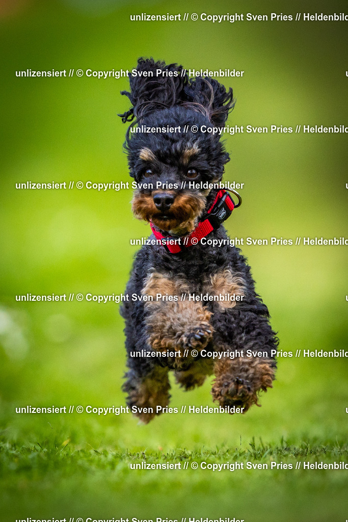 Sven Pries | 2025-04-13 - Hunderennen Baden-Baden - Realisiert mit Pictrs.com