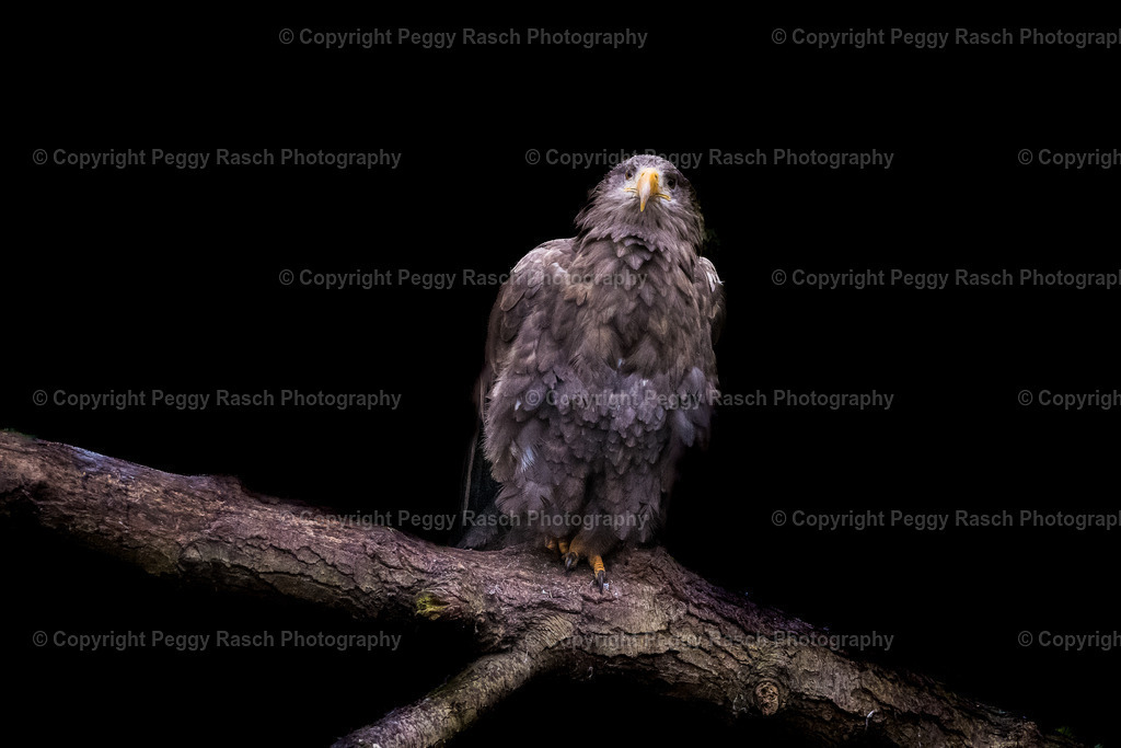 Vogelpark Niendorf (10) | PeggyRaschPhotography - Realisiert mit Pictrs.com