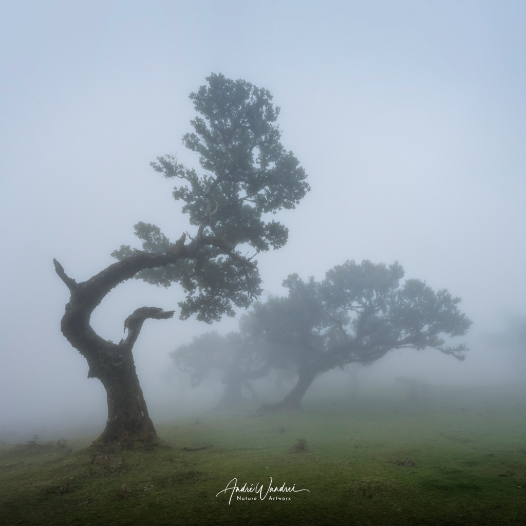 Geisterbäume im Nebel (Quadratisch) | Andre Wandrei - Nature Artworx - Realisiert mit Pictrs.com