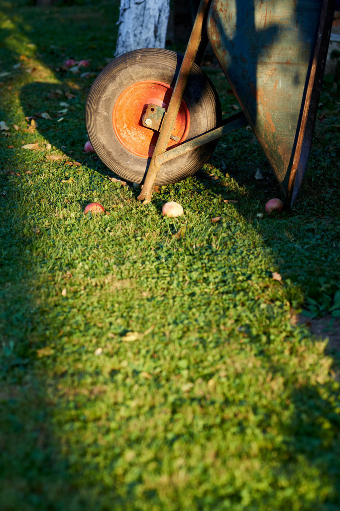 Zwei rote Tomaten | Austria - August 30, 2015: Zwei rote Tomaten im Gewaechshaus. - Realisiert mit Pictrs.com