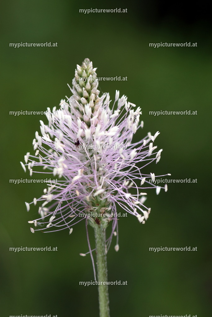 Mittlerer Wegerich-002 | Das Bilderarchiv über Tiere, Planzen und Landschaften. In der Bilddatenbank finden Sie ein große Auswahl an hochwertigen Bilder für Ihre Werbung - Realisiert mit Pictrs.com