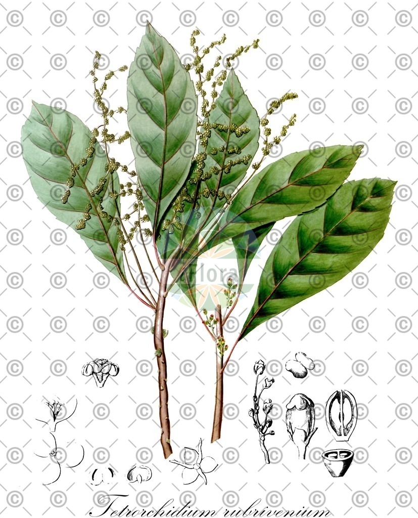 HistAbb_wfo-0001129275_1_ENZY_Simple | Historische Abbildung von Tetrorchidium rubrivenium - Euphorbiaceae | Historical Illustration of Tetrorchidium rubrivenium - Euphorbiaceae
