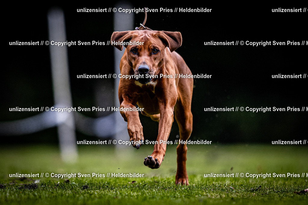 Sven Pries | 2025-10-03 - Hunderennen Obergrombach - Realisiert mit Pictrs.com