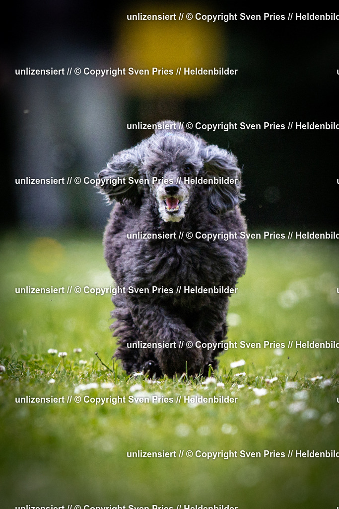 Sven Pries | 2025-05-29 - Pudelrennen KA-Durlach - Realisiert mit Pictrs.com