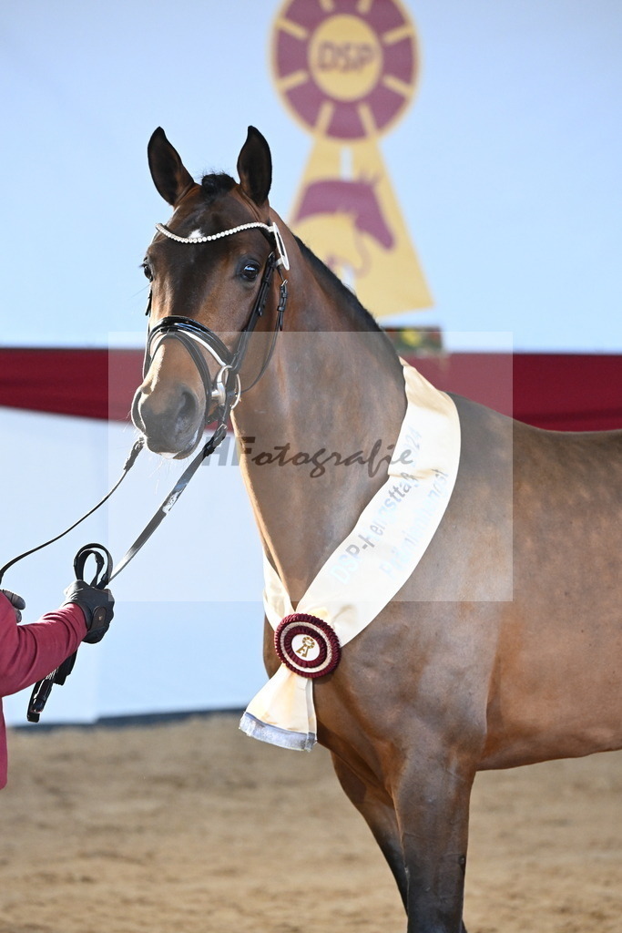 Kat.-Nr. 81 v. Vivino_Freisel_2242933 | hf-fotografie - Realisiert mit Pictrs.com