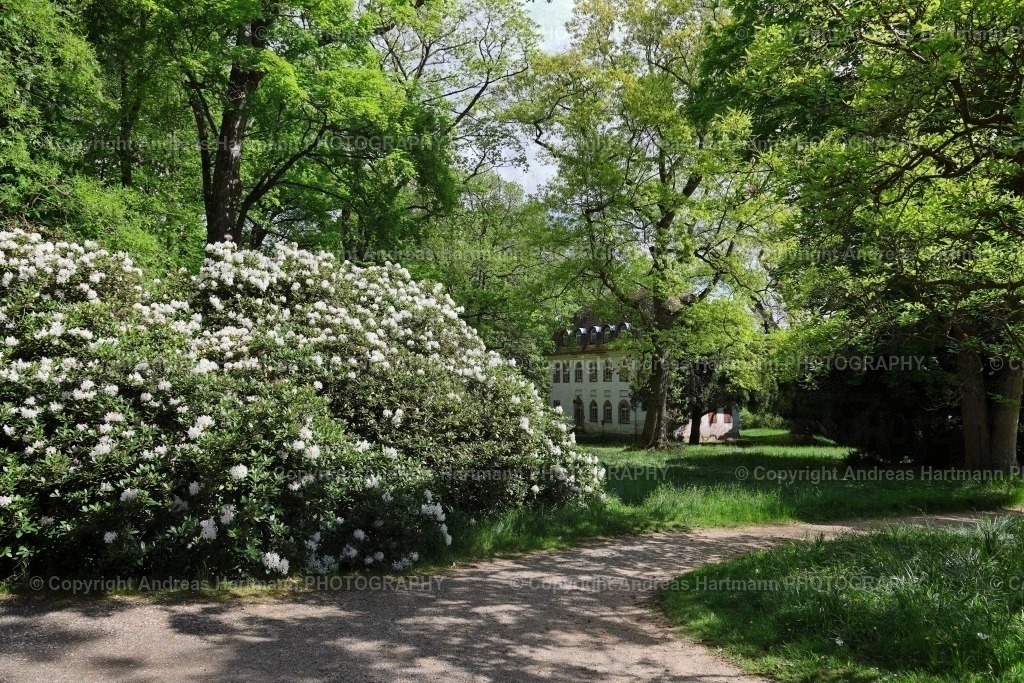 Rhododendronbüsche in Tannenfeld | Rhododendronbüsche in Tannenfeld - Realisiert mit Pictrs.com