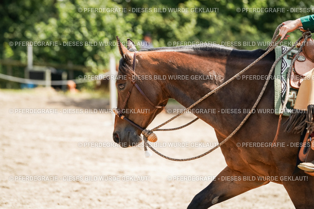 DSC09367 | Pferdegrafie