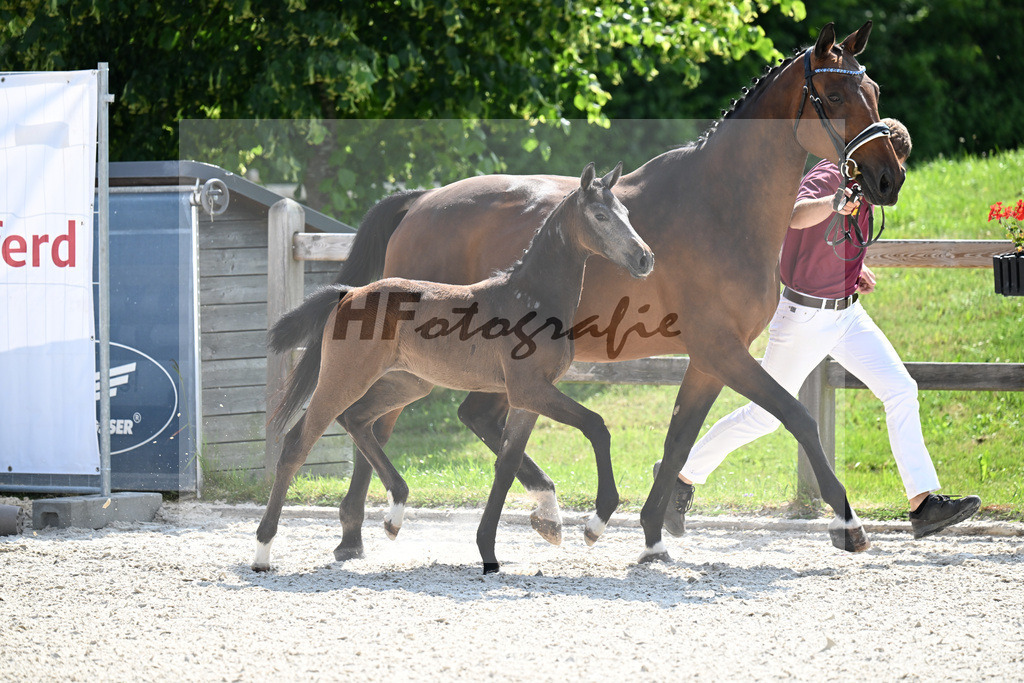 Kat-Nr. 40 Cashmoaker x Quidam de Revel_SF_Fischer_15251195 | hf-fotografie - Realisiert mit Pictrs.com
