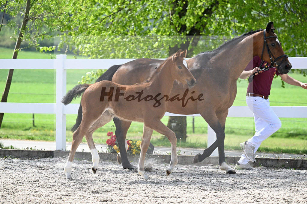 Kat-Nr. 10 SF Just Diamond x Dimaggio_von Unger_23260294 | hf-fotografie - Realisiert mit Pictrs.com