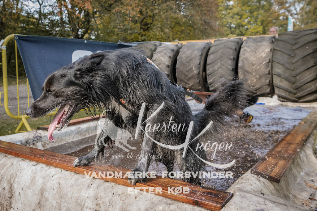 1439_ZZ94709 | kk-dogfotos