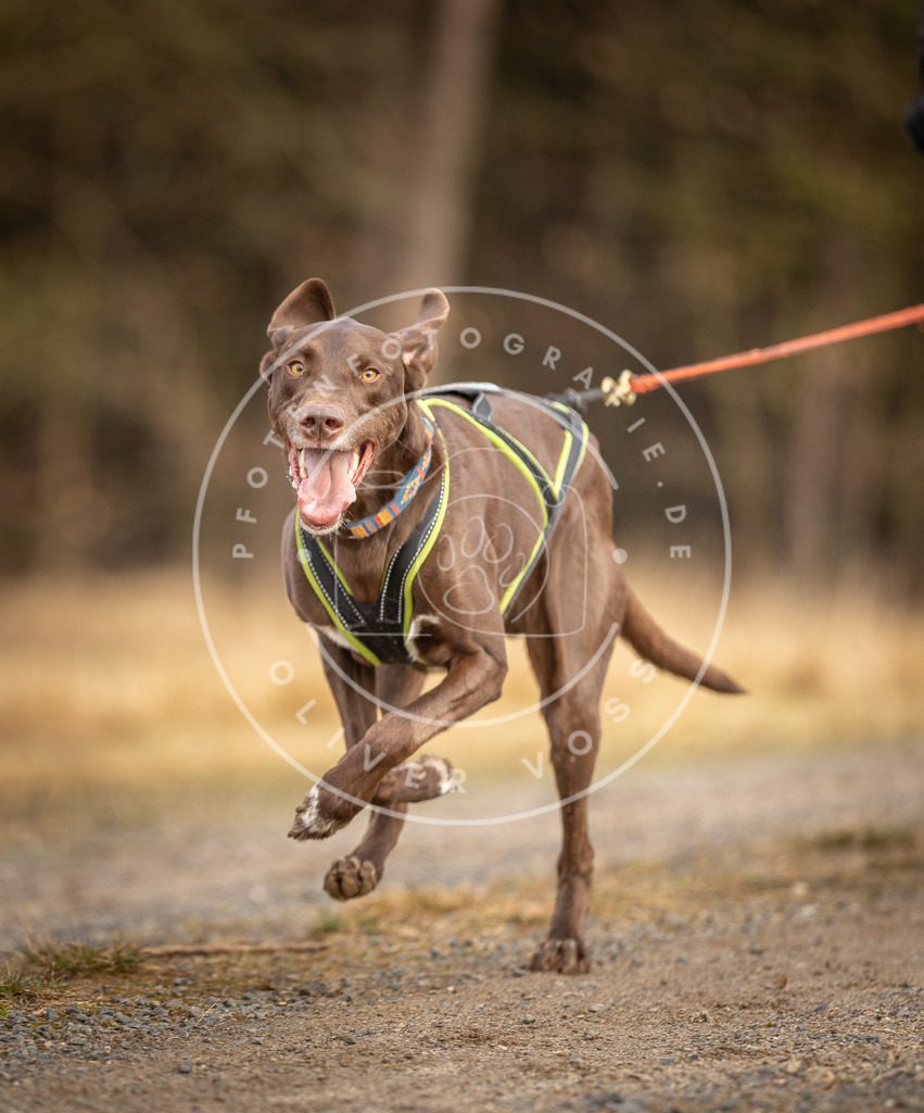 DV3A3457 | Hundefotografie, Tierfotograf, Pfotenfotografie, Fotoshooting Hund, Hunde Portrait, Hundesport, Hundeportraits, Heideshooting, Hunde, Sportfotograf, Hundefotograf, Turnierhundsport, THS,  - Realisiert mit Pictrs.com