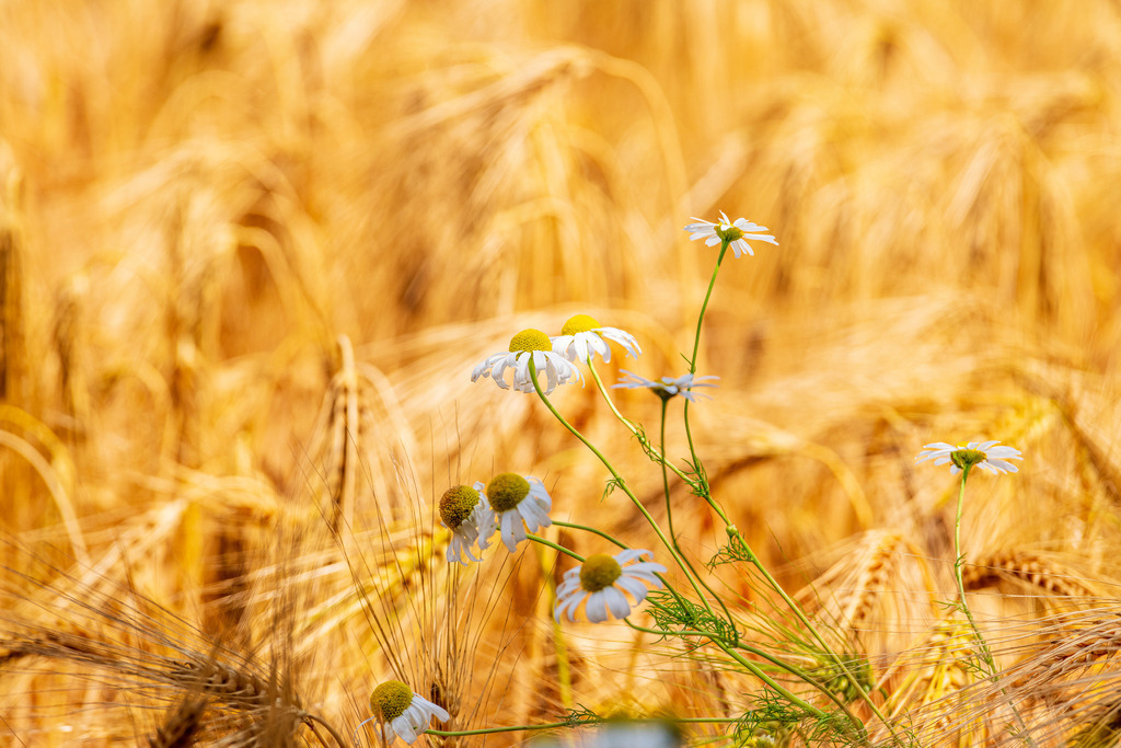 2022_06_30_KORNFELD_MCP0228 | Hochwertig gedruckte Fotografien für die Wand, als Kalender und zum Verschenken. Hamburg & Norddeutschland und überall wo ich mit der Kamera unterwegs war.