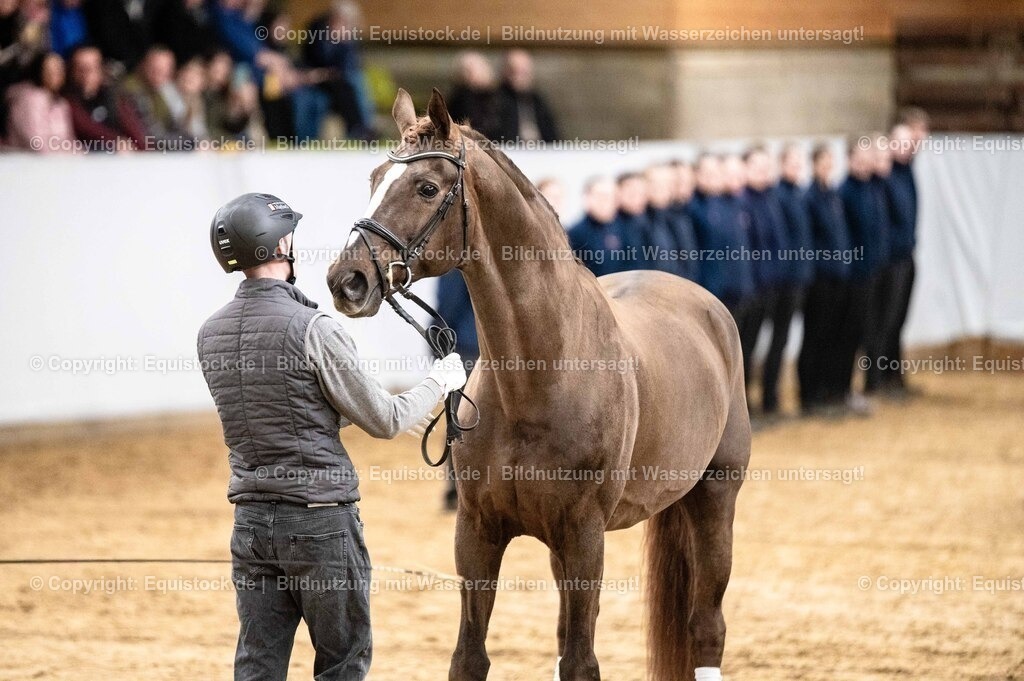 20260307_Hengstvorstellung-Marbach_0539 | equistock