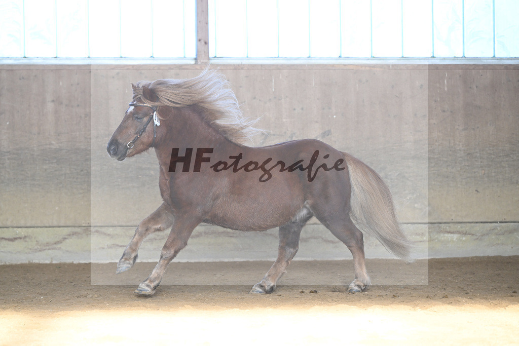 Kat-Nr. 18 Well Doves Walesco v. Well done_Laege u Ruediger_49250773 | hf-fotografie - Realisiert mit Pictrs.com