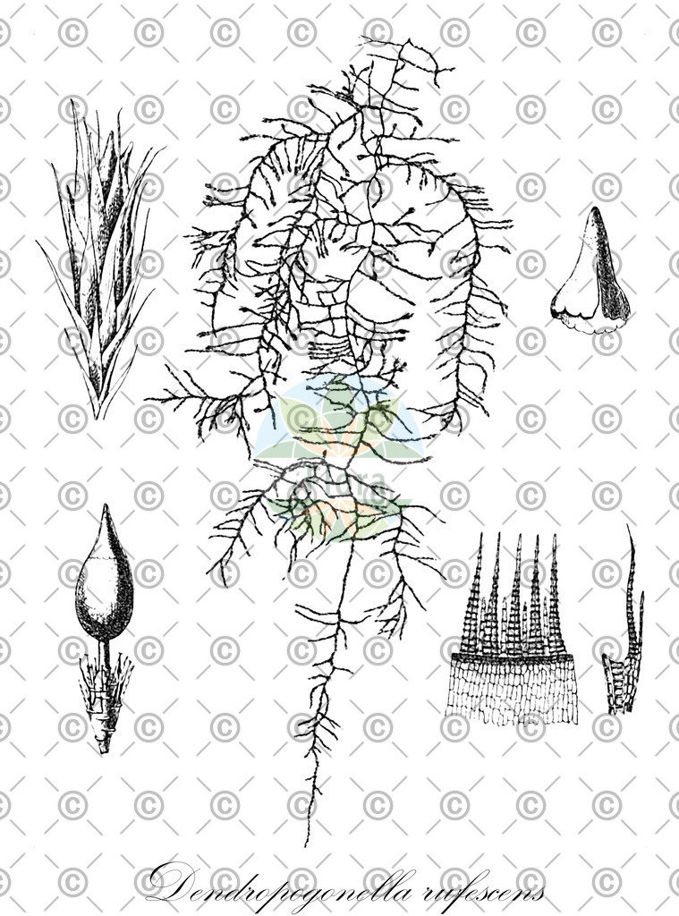 HistAbb_wfo-0000641511_2_ENZY_Simple | Historische Abbildung von Dendropogonella rufescens - Cryphaeaceae | Historical Illustration of Dendropogonella rufescens - Cryphaeaceae