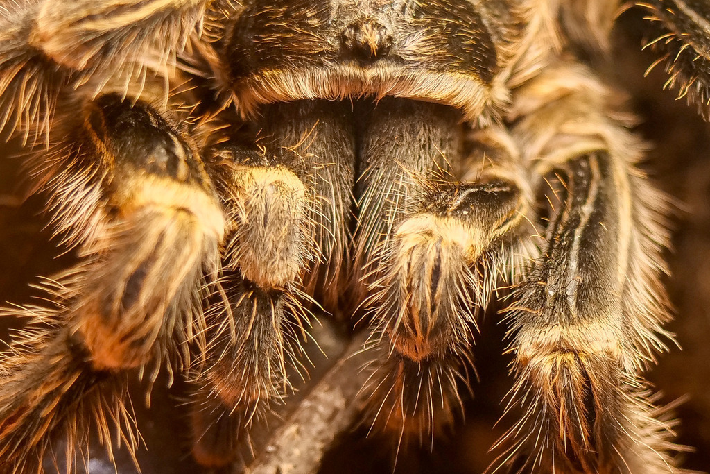 Insektophobie | Kornwestheim - die große Insektenschau Insectophobie, Deutschlands größte mobile Spinnen- und Insektenausstellung, im Kulturzentrum K. Im Bild: Goldstreifen Vogelspinne ( Grammostola aureostriata ) aus Paraguay und Argentinien - Realisiert mit Pictrs.com