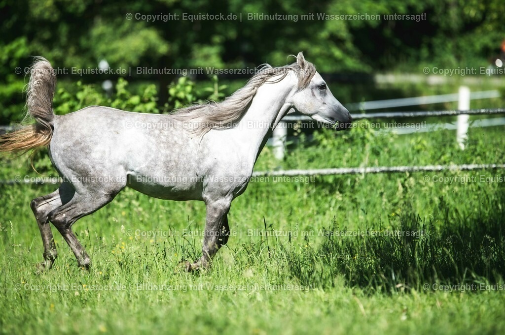 20210617_Araber_Marbach_Koppel_0051 | Foto: Thomas Hartig