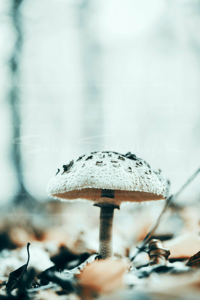 Wandbild Pilz | People- und Tierfotografie, Imageaufnahmen, Veranstaltungsfotografie und Wandbilder aus der Natur ★ Made in Germany ✔️ Druck + Downloads ✔️ Naturfotografie in Top Qualität ★ schneller Versand, weltweite Lieferung! - Realisiert mit Pictrs.com