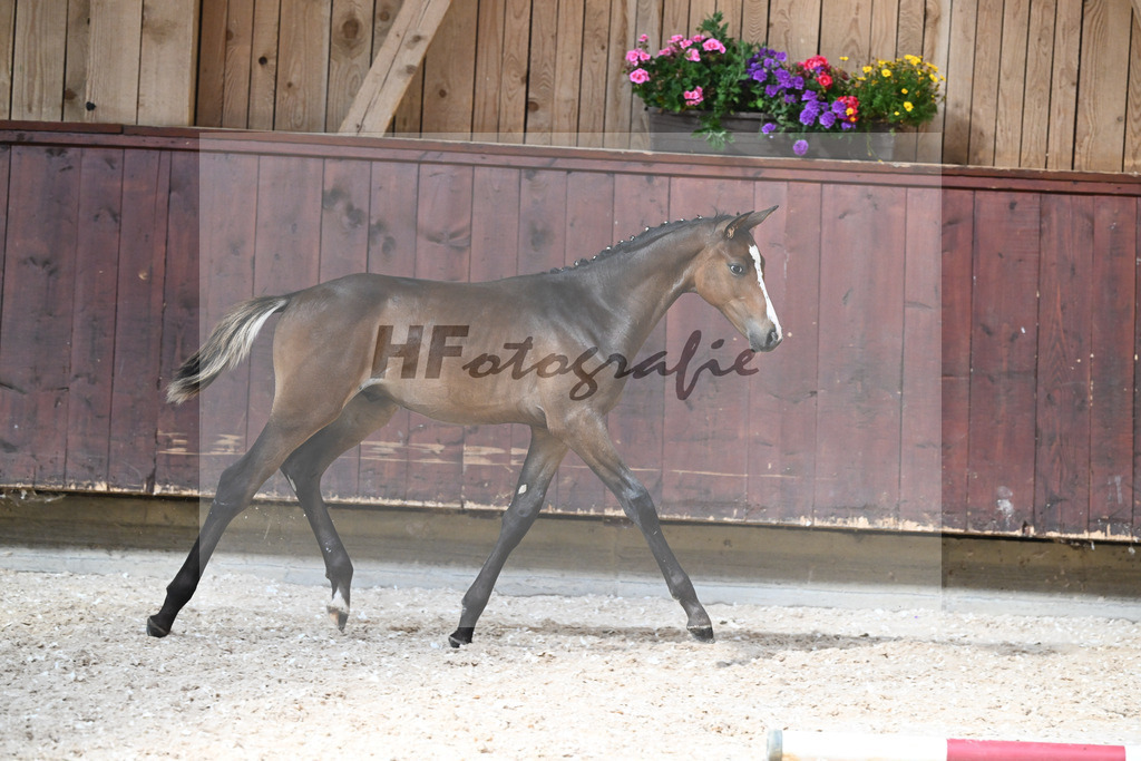Kat-Nr. 6 HF Uno I x Grafenstolz_Formann_32240447 | hf-fotografie - Realisiert mit Pictrs.com