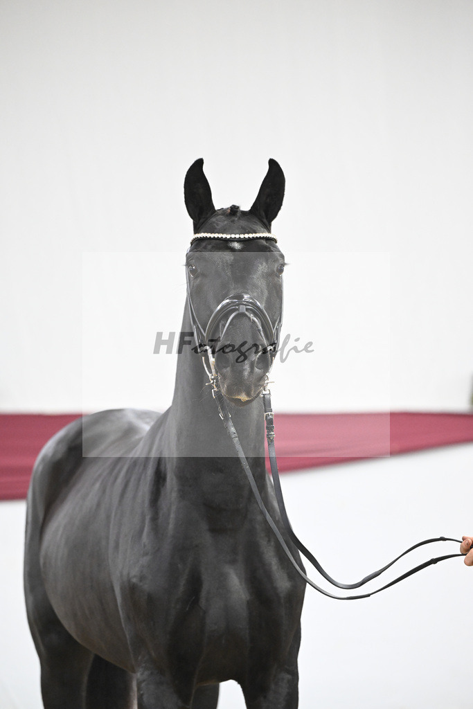 Kat-Nr. 37 St. Emilion x Quantensprung_Uwe Kraft_47251276 | hf-fotografie - Realisiert mit Pictrs.com