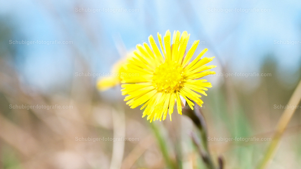Huflattich | Der Huflattich ist die einzige Pflanzenart der Gattung Tussilago aus der Familie der Korbblütler. Er gehört jedoch nicht zur Gattung der echten Lattiche. Wikipedia - Realisiert mit Pictrs.com