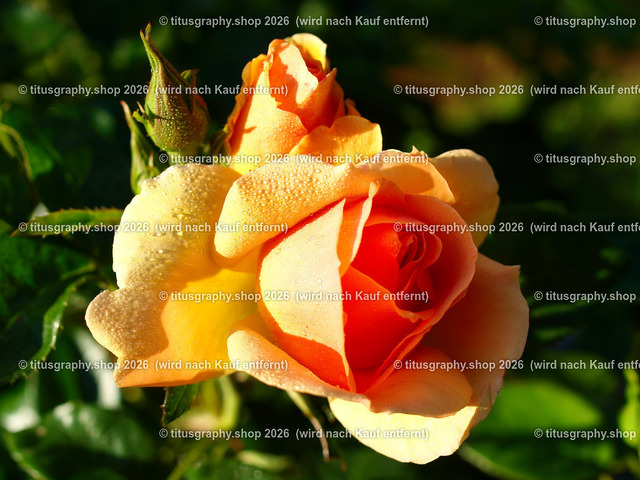 titusgraphy_P6291930-vz-ln | titusgraphy-shop: Geschenkideen mit Qualitätsfotos. titusgraphy-shop: gift ideas with quality photos. titusgraphy-shop: idées cadeaux avec photos de qualité.  - Realisiert mit Pictrs.com