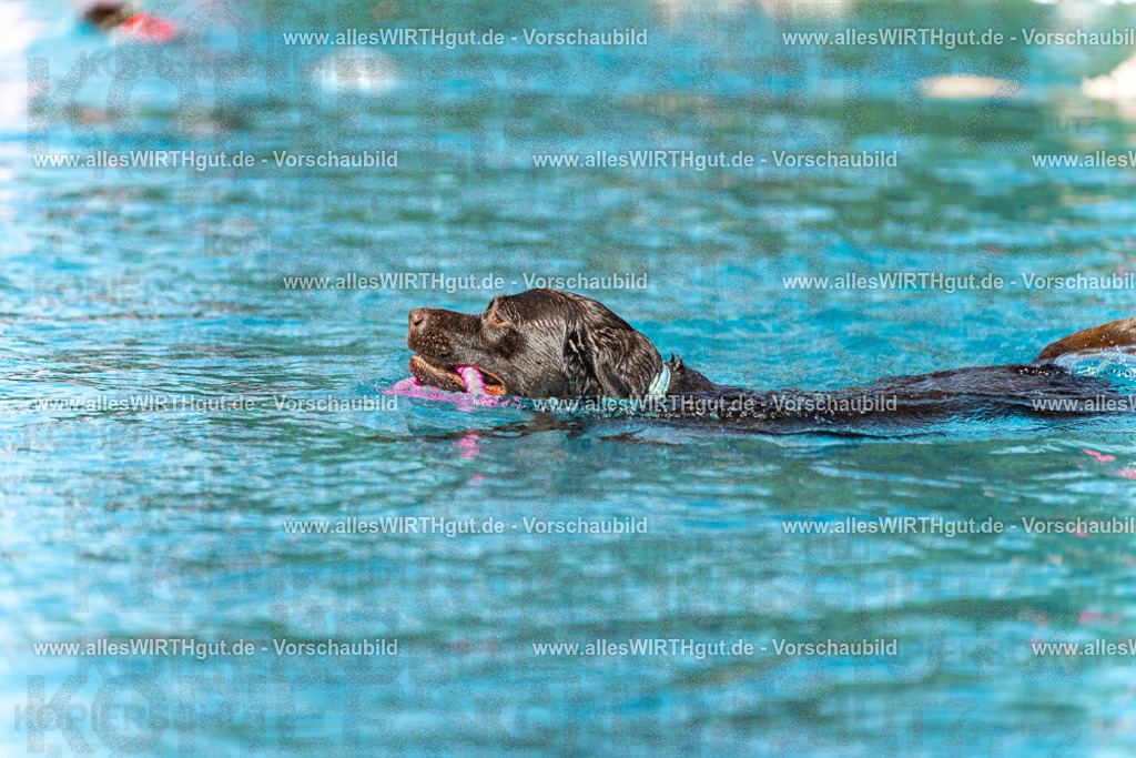 Hundeschwimmen_Volksbad_2026-allesWIRTHgut_Tierfotografie-2609061157-110715-7R500004 | Professionelle Tierfotografie in Mönchengladbach von Daniel Wirth (allesWIRTHgut). Liebevolle & natürliche Bilder von Hunden & Katzen für unvergessliche Erinnerungen.