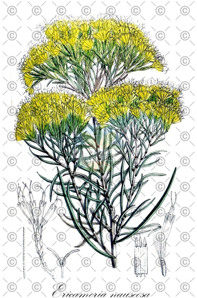 HistAbb_wfo-0000674214_1_ENZY_Simple | Historische Abbildung von Ericameria nauseosa - Asteraceae | Historical Illustration of Ericameria nauseosa - Asteraceae