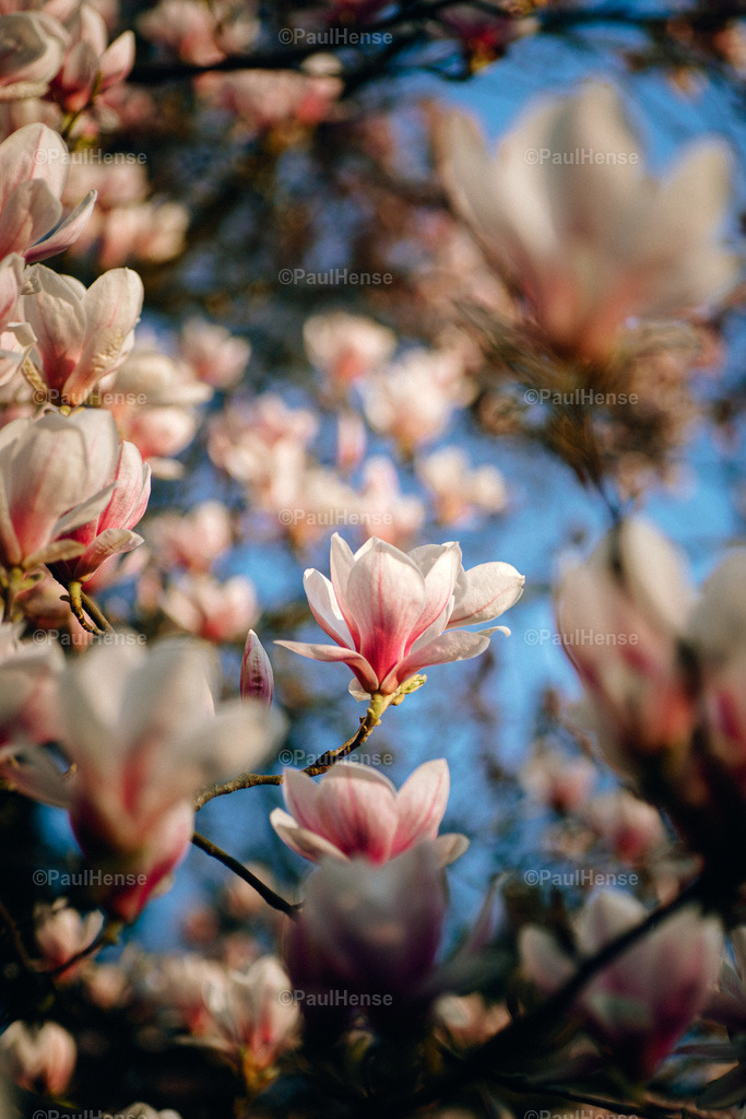 20220324_PaulHense_S0050_DSC03556 | paulhense - Realisiert mit Pictrs.com